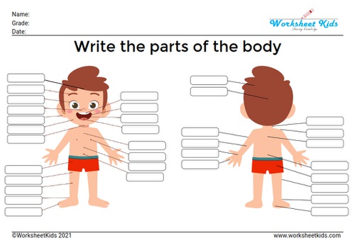human parts front and back worksheets