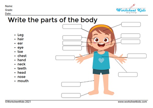 write the parts of the body of girl
