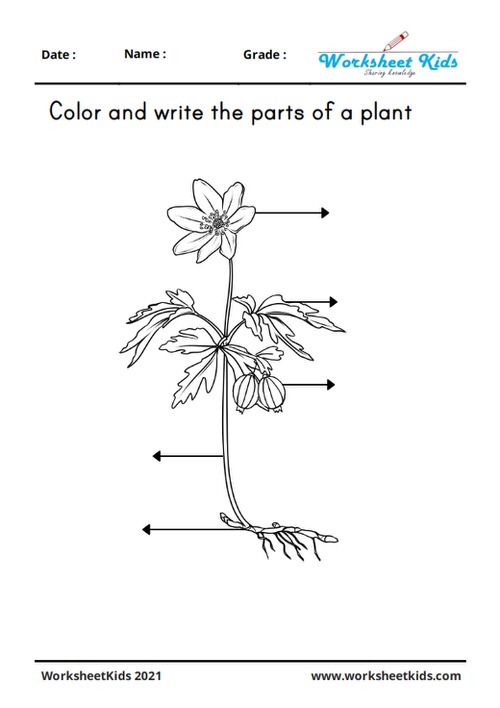 Blank parts of plants diagram for kids to color and write