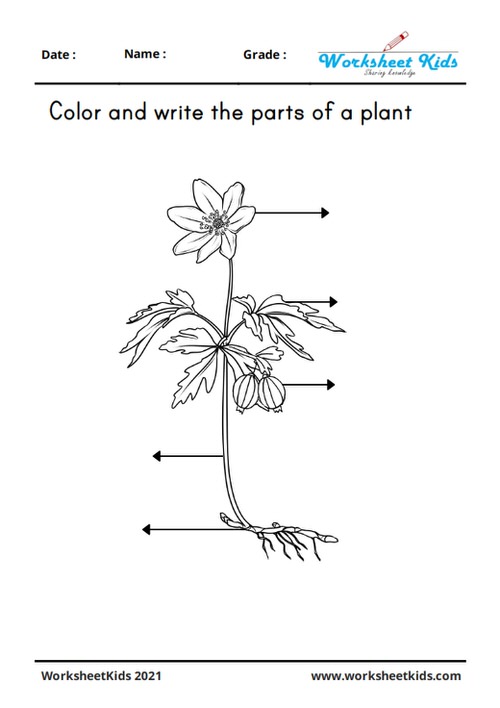 parts-of-plants-worksheets-for-grade-1