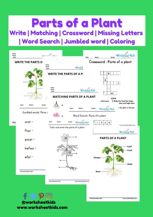 Parts of a plant worksheets and activities