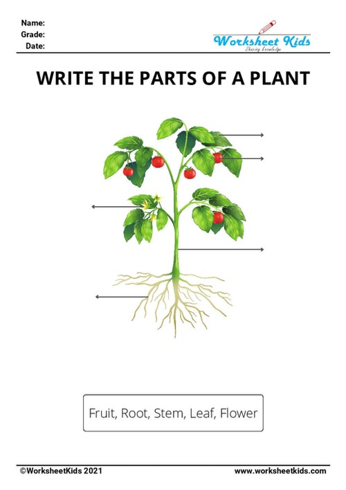 find and write parts of a plant worksheet