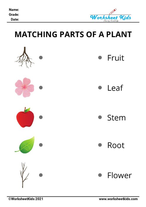match the parts of plants for kids activity worksheets