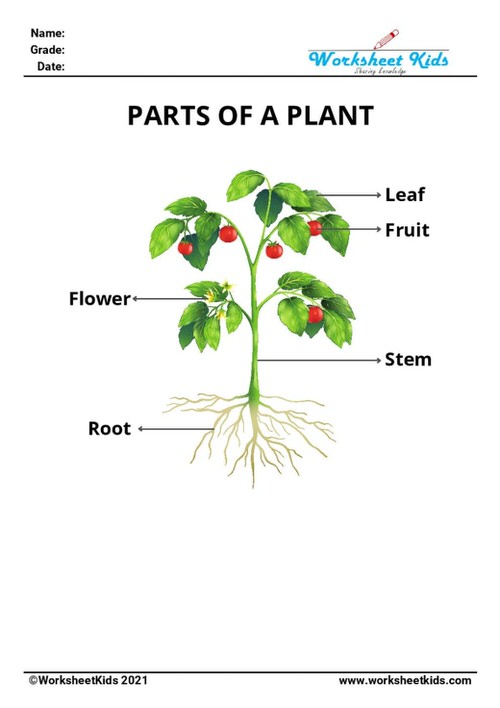 parts of plant teaching material