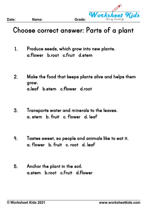 parts of plants and their functions choose correct answer multiple choice