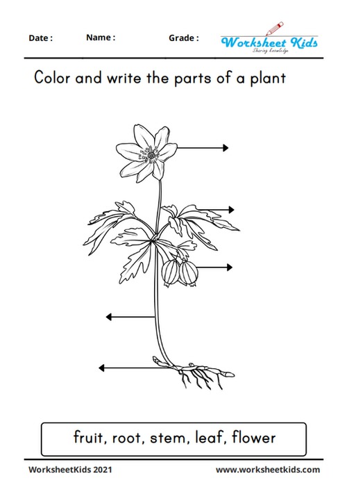 parts of plants diagram color and write