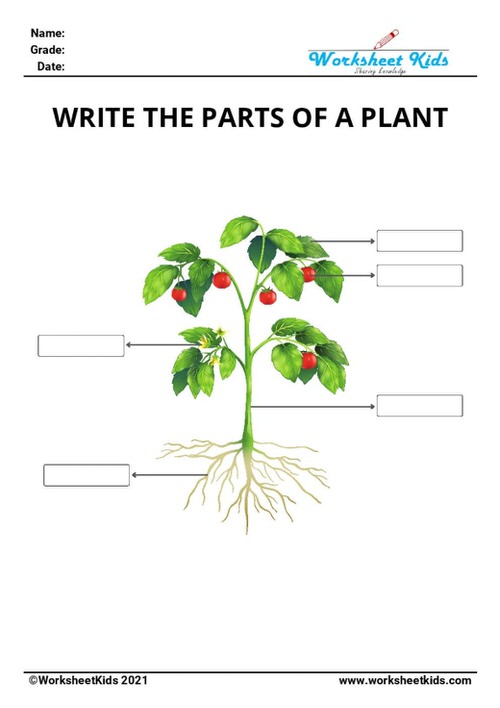 parts of plants for kindergarten