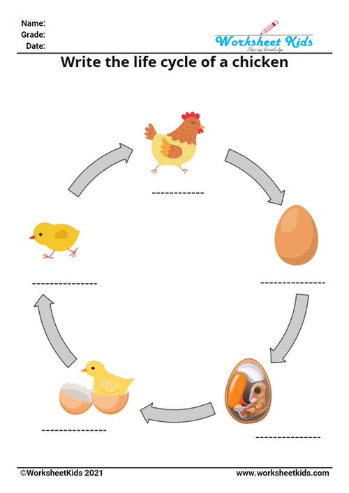 Write the 4 stages of life cycle of a chicken