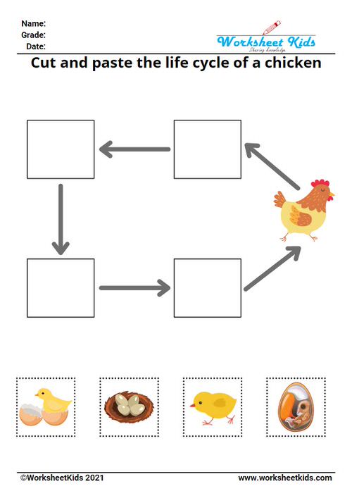 colorful diagram of chicken life cycle cut and paste worksheet and activities