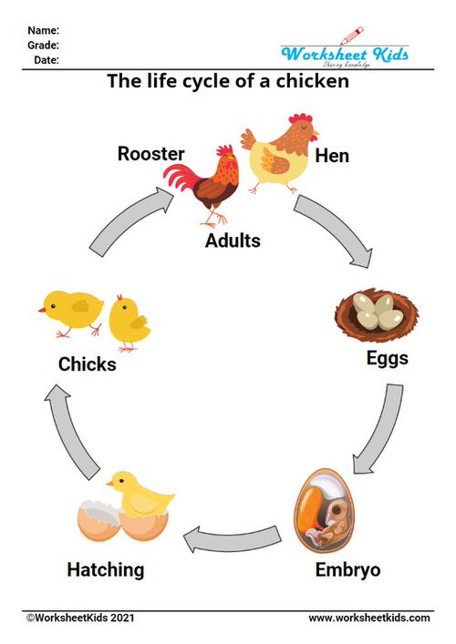 free printable baby chicken life cycle for kids education lesson plan