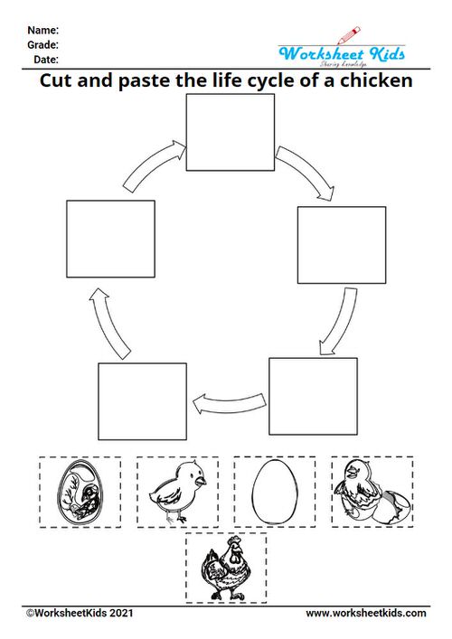 free printable life cycle of a chicken cut and paste worksheet for kids in preschool kindergarten