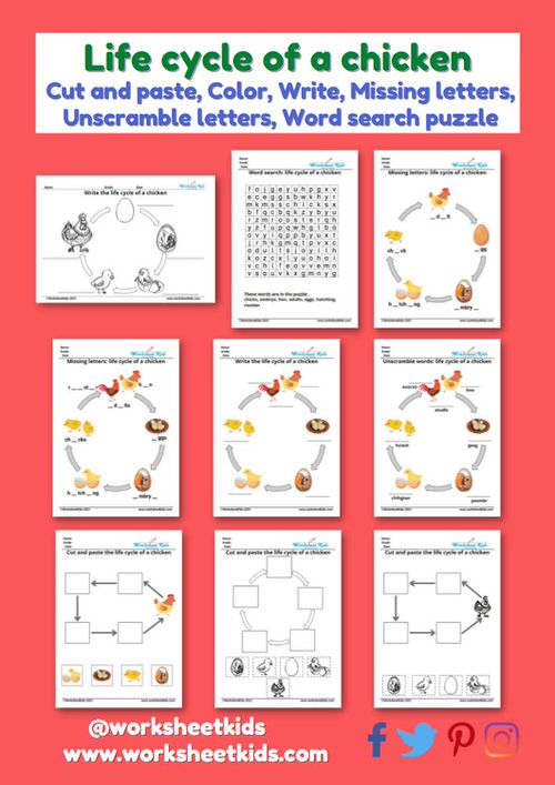 free printable life cycle of a chicken worksheets and activities for preschoolers kindergarten kids