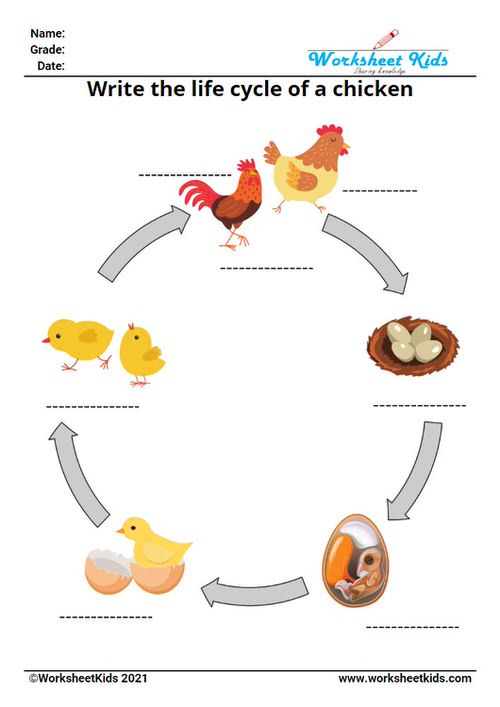 free printable write 4 stages of chicken egg life cycle worksheets for kids