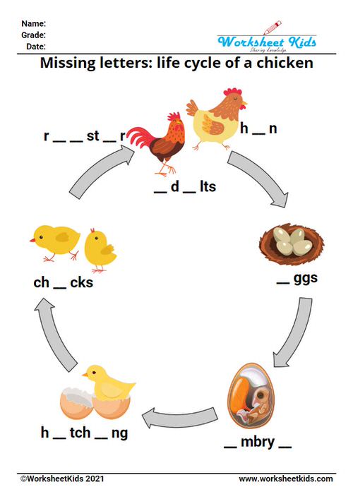 missing letters worksheets on the chicken egg life cycle for kids