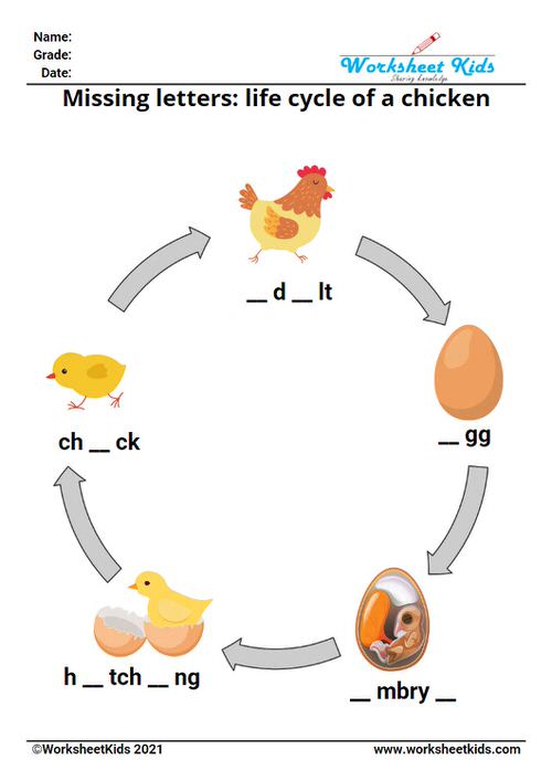 missing letters worksheets on the life cycle of chicken for kids