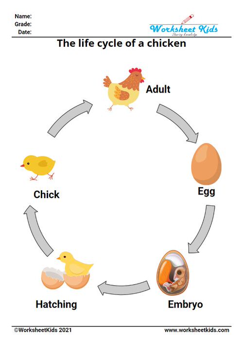 poultry life cycle activity books in pdf for ks1