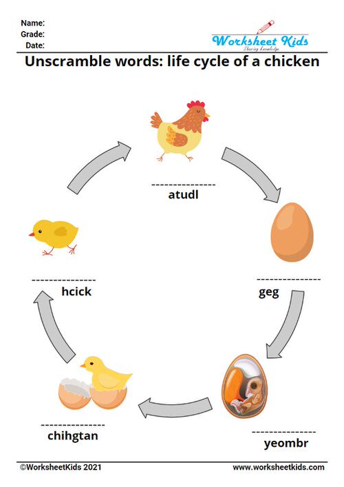 unscramble word puzzle on 4 stages of chicken egg life cycle worksheets for kids