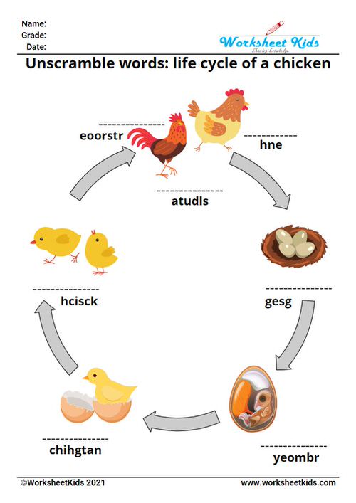 unscramble word puzzle on the life cycle of chicken worksheets for kids