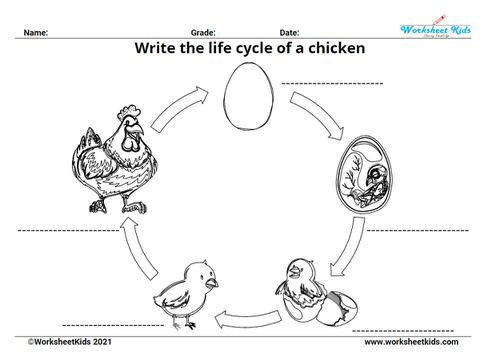 write and coloring the 4 stages of chicken life cycle for montessori life skills